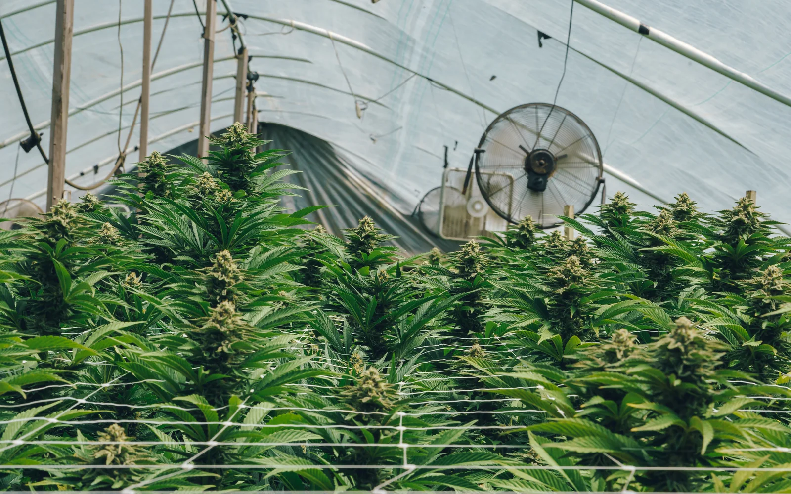 Long Island Buys Nearly Half of New York's Legal Cannabis. Nassau County Sells None of It.