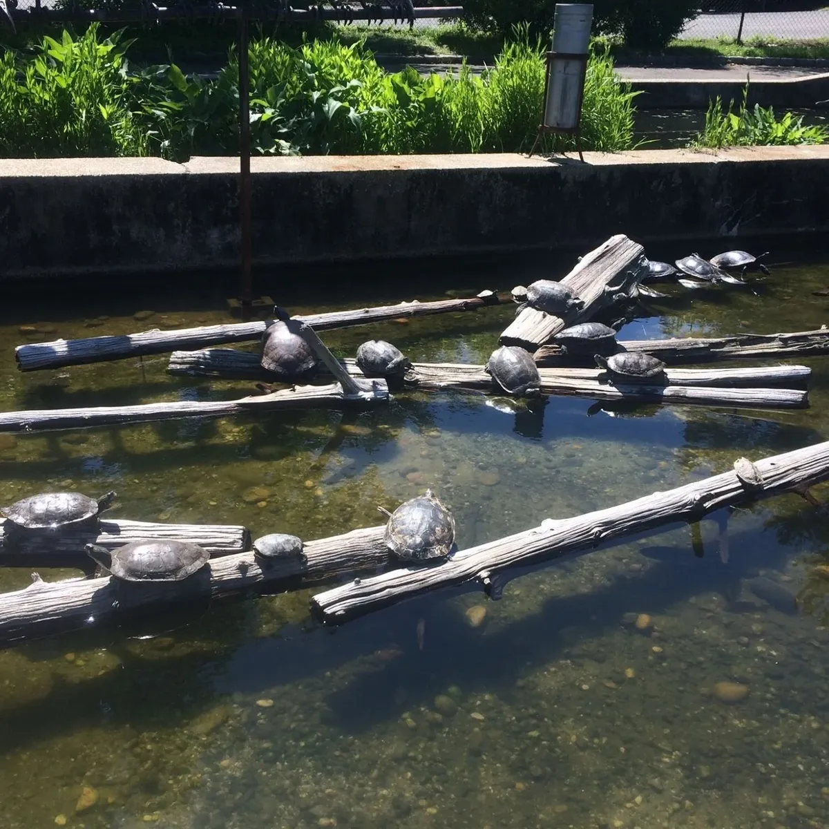 -Photo Credit: Cold Spring Harbor Fish Hatchery & Aquarium