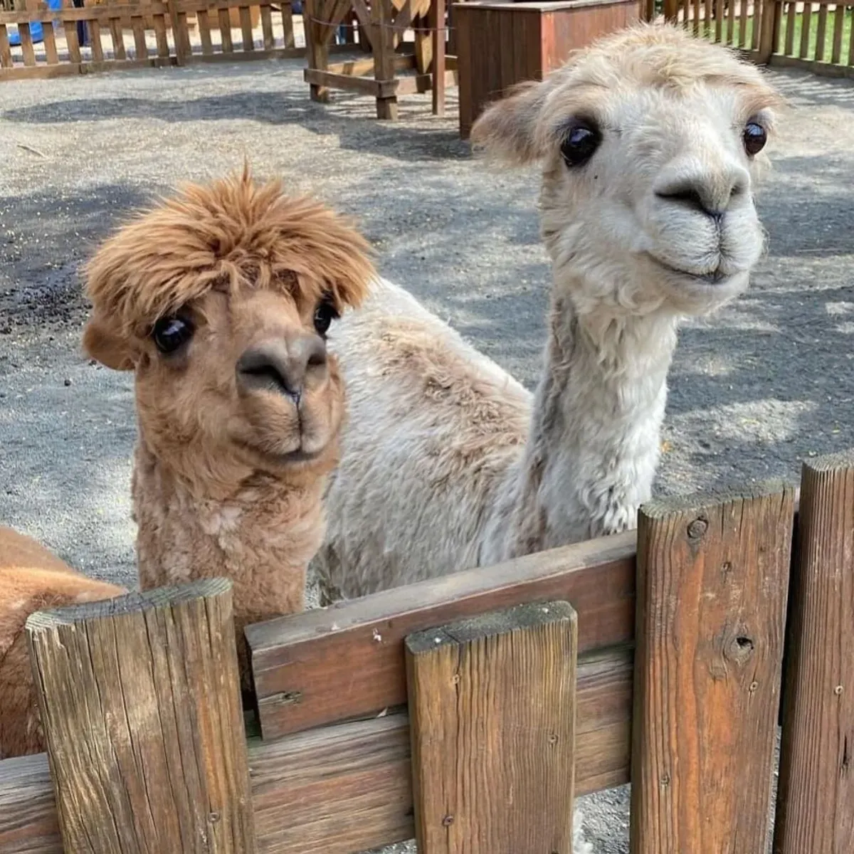 -Photo Credit: White Post Farms