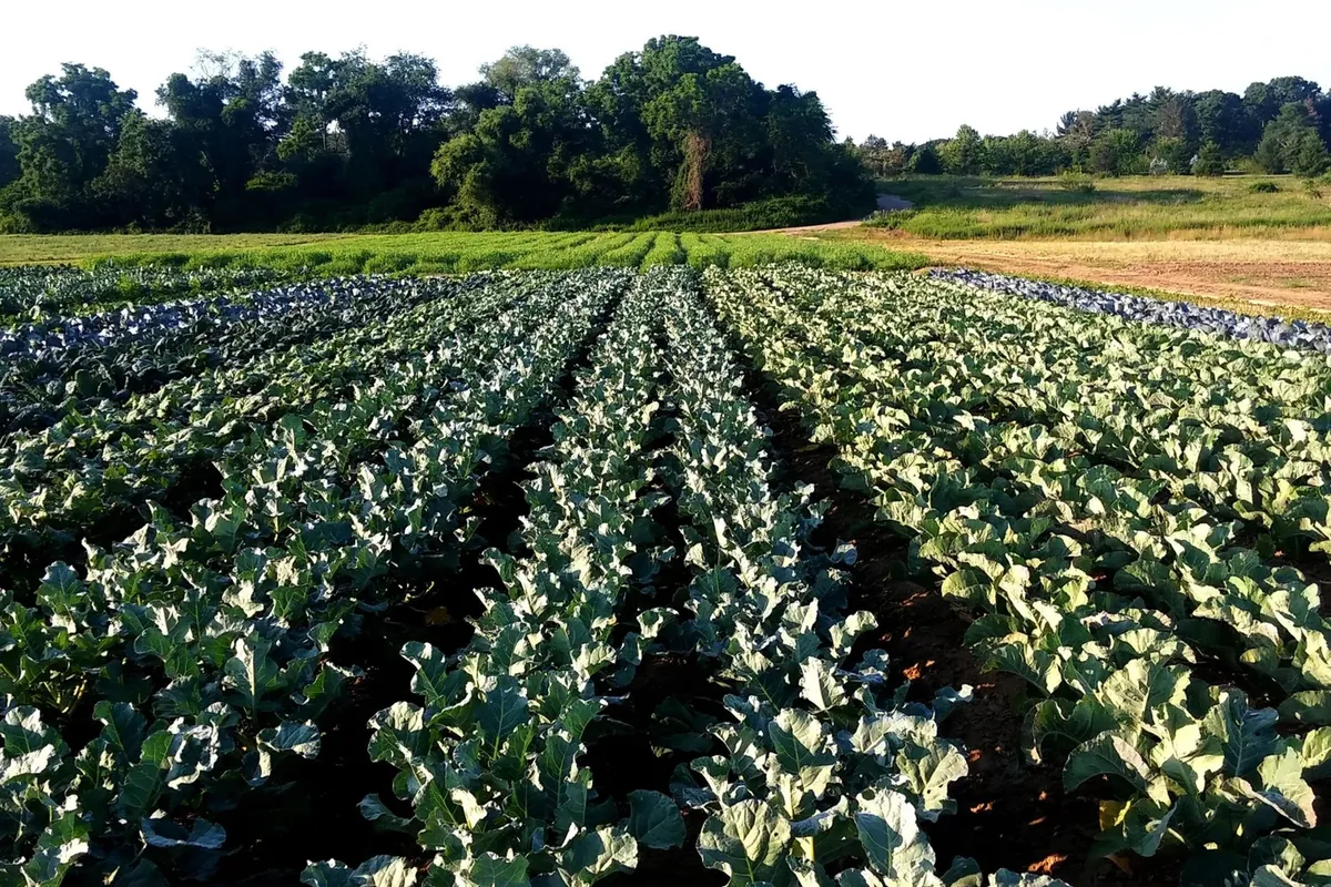 'Blue Bloods' Films at Youngs Farm in Old Brookville