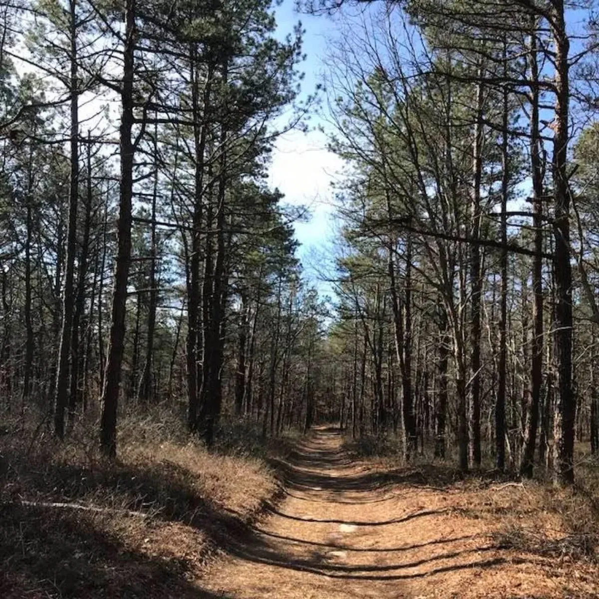   -Photo Credit:    Brookhaven State Park Facebook Page   
