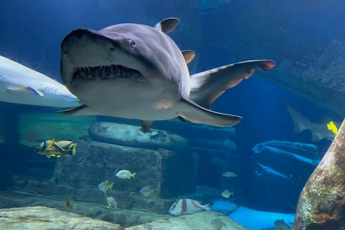 -Photo Credit: The Long Island Aquarium