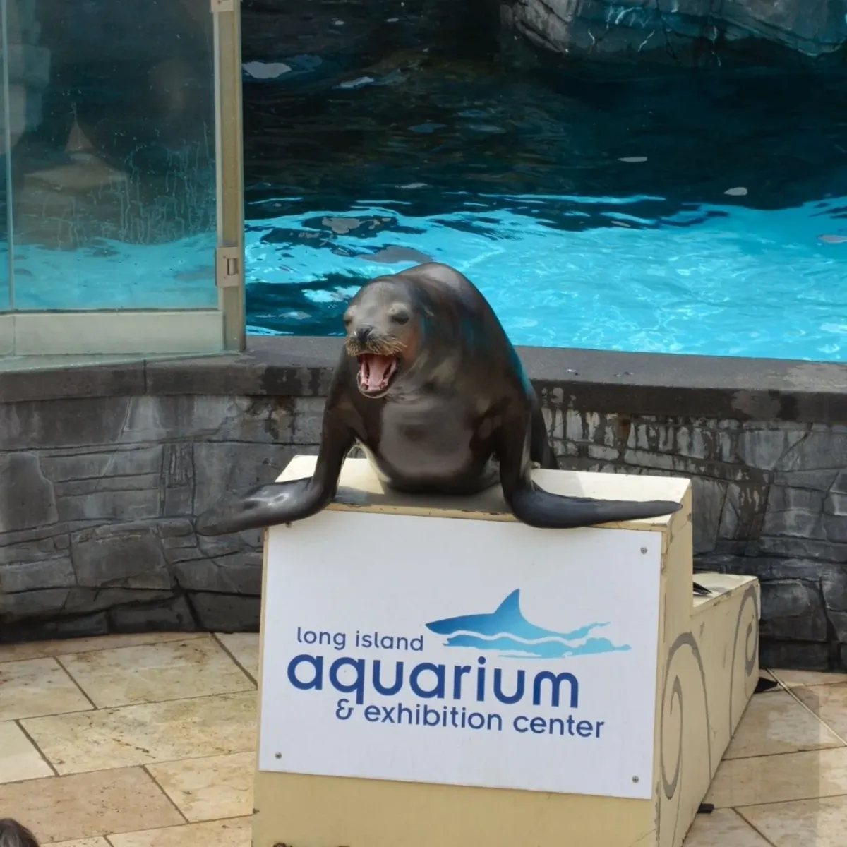 -Photo Credit: Long Island Aquarium