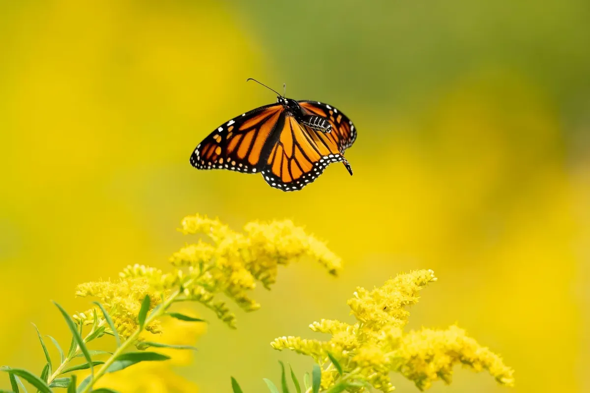 Pinelawn Memorial Park and Arboretum Hosts Butterfly Release Events 🦋