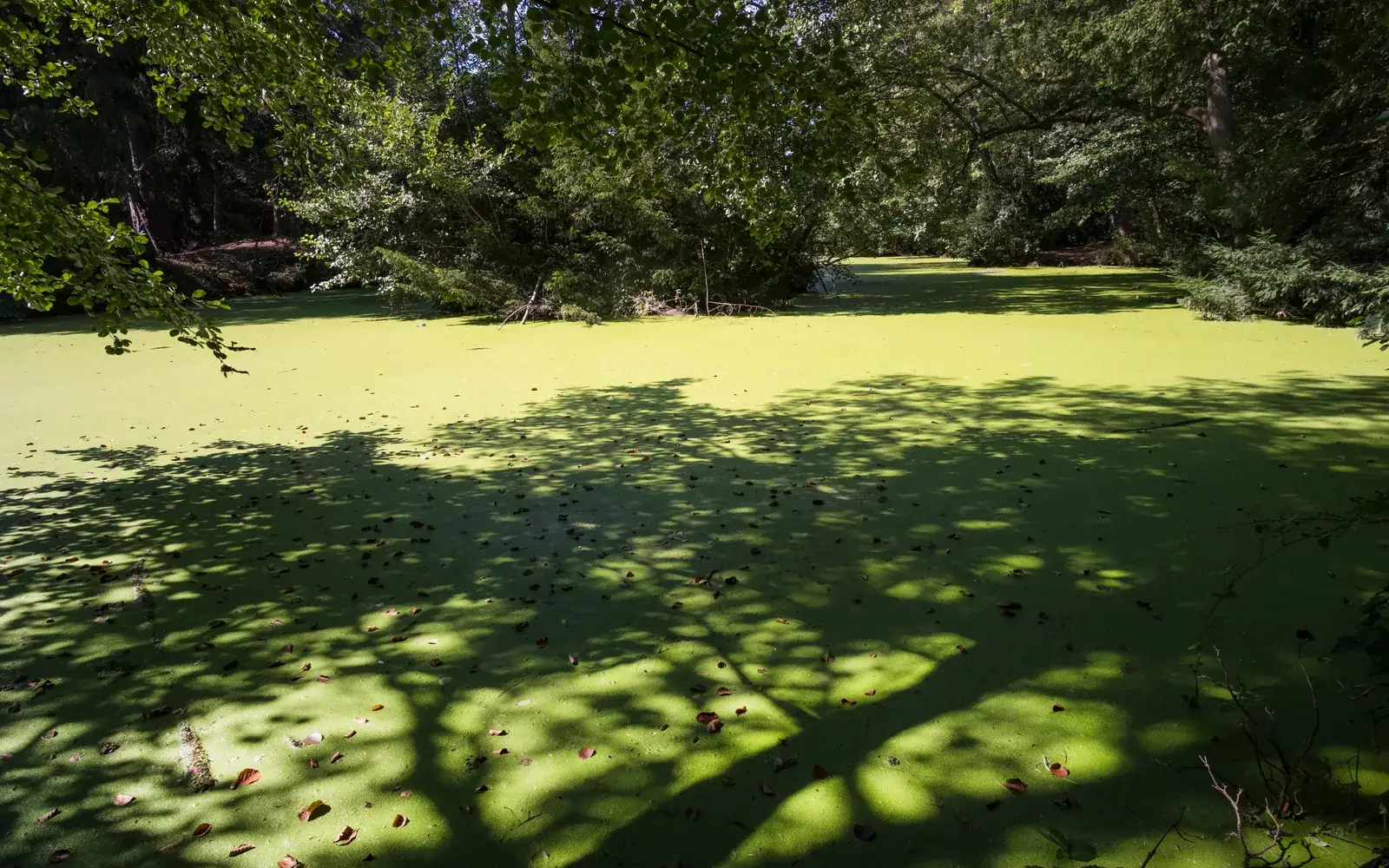 Two More Long Island Ponds Just Went Off Limits, and the Reason Is Growing in the Water