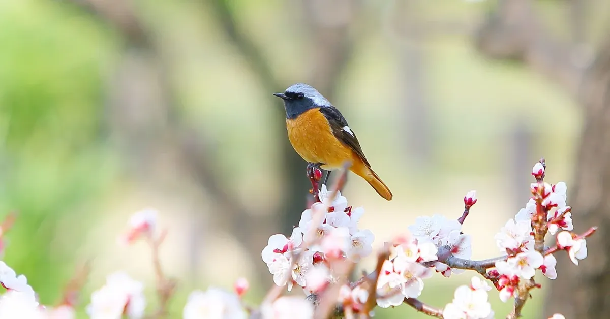 Feathered Frenzy: Discover the Top Birding Hotspots on Long Island