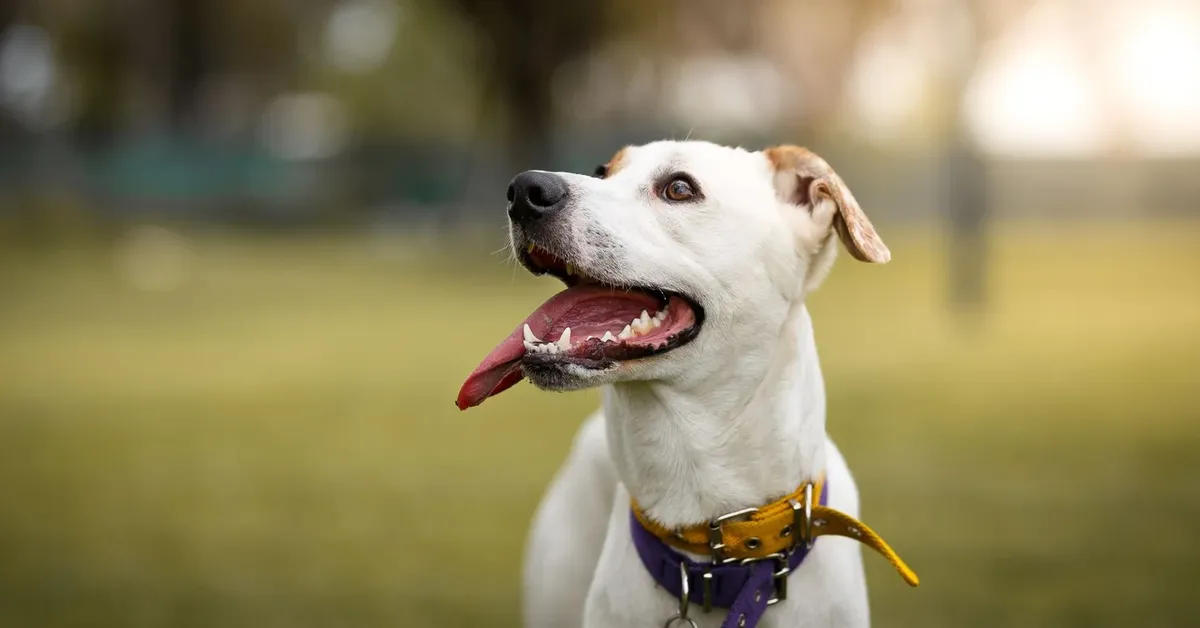 Unleashing Fun on Long Island: A Guide to the Island's Best Dog Parks