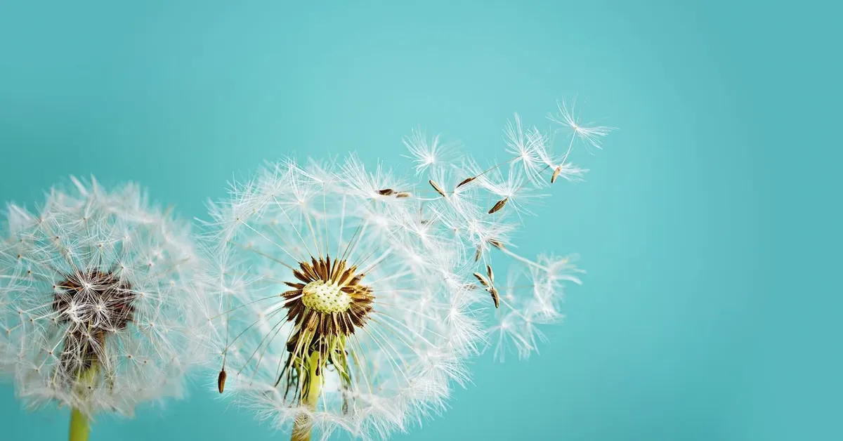 Mastering Mindfulness: Wisdom from Long Island's Top Experts