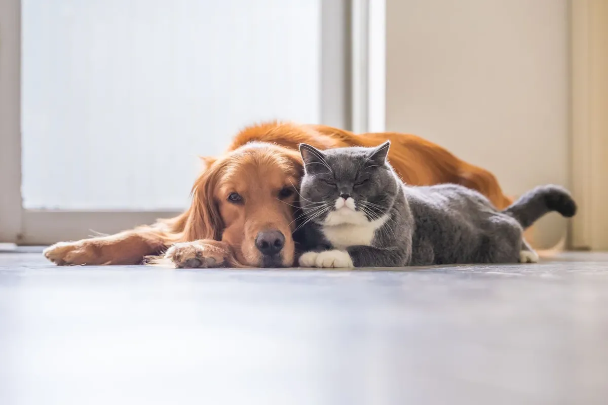 Month-Long Pet Food Drive for Long Island Cares Kicks Off