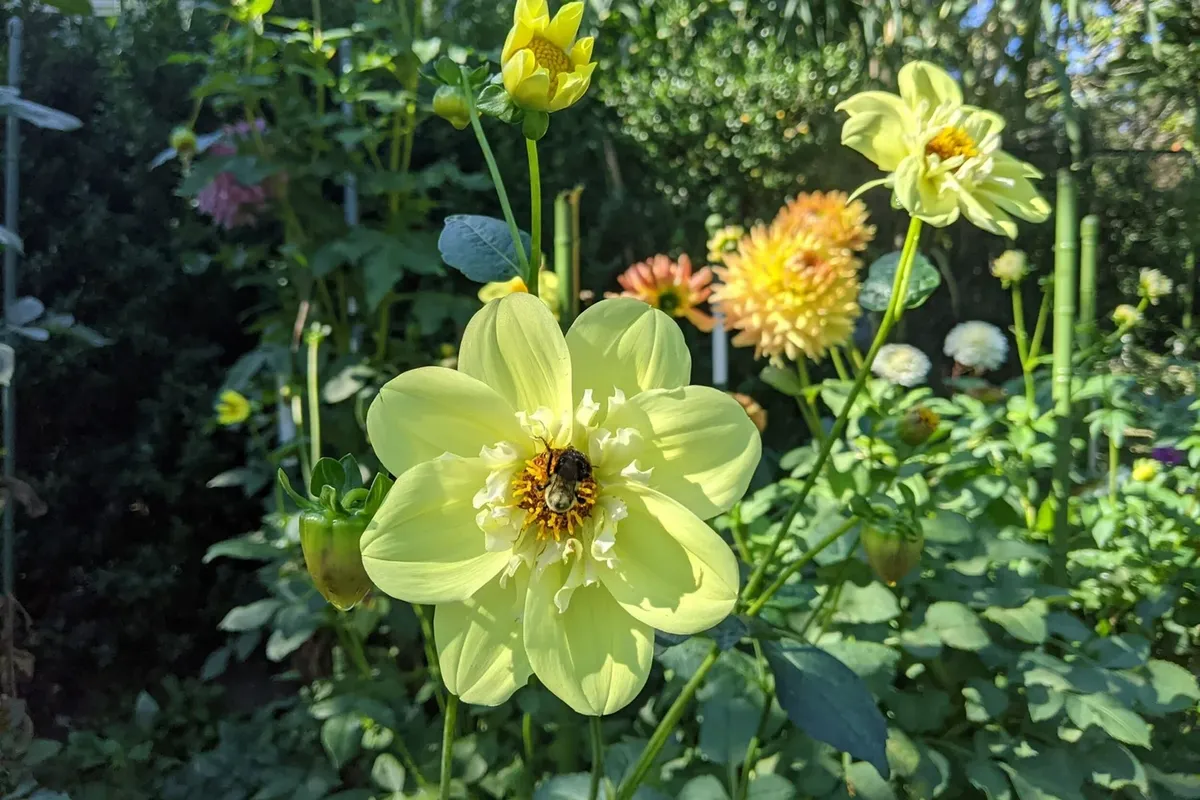 -Photo Credit: Clark Botanic Gardens