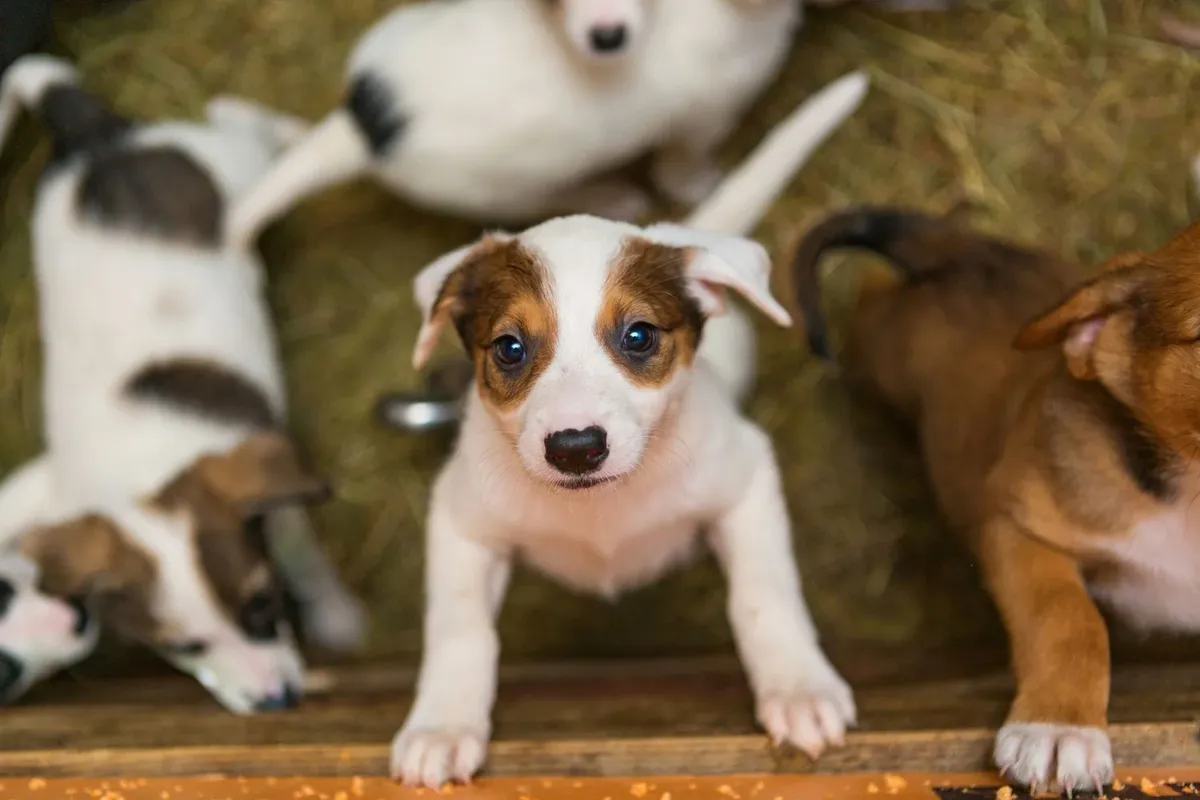 Animal Shelter to be Built in Halesite/Huntington