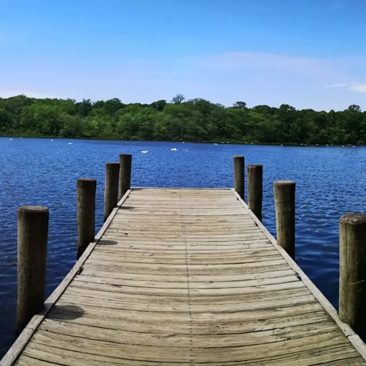   -Photo Credit:    Blydenburgh Lake Facebook Page, Al Chuang   