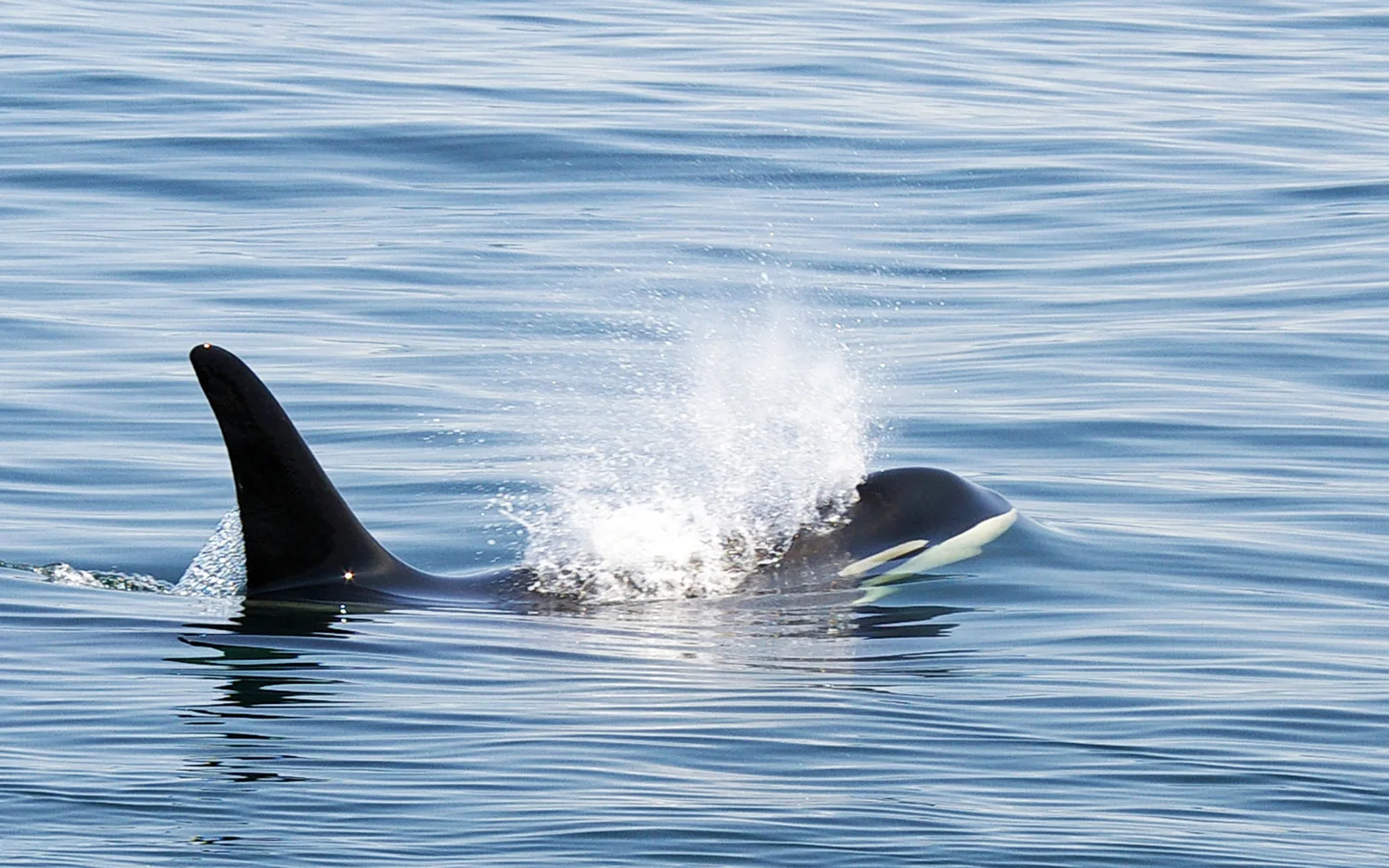 Rare Orca Sighting Off Montauk Stuns Long Island Researchers and Shark Camp Students