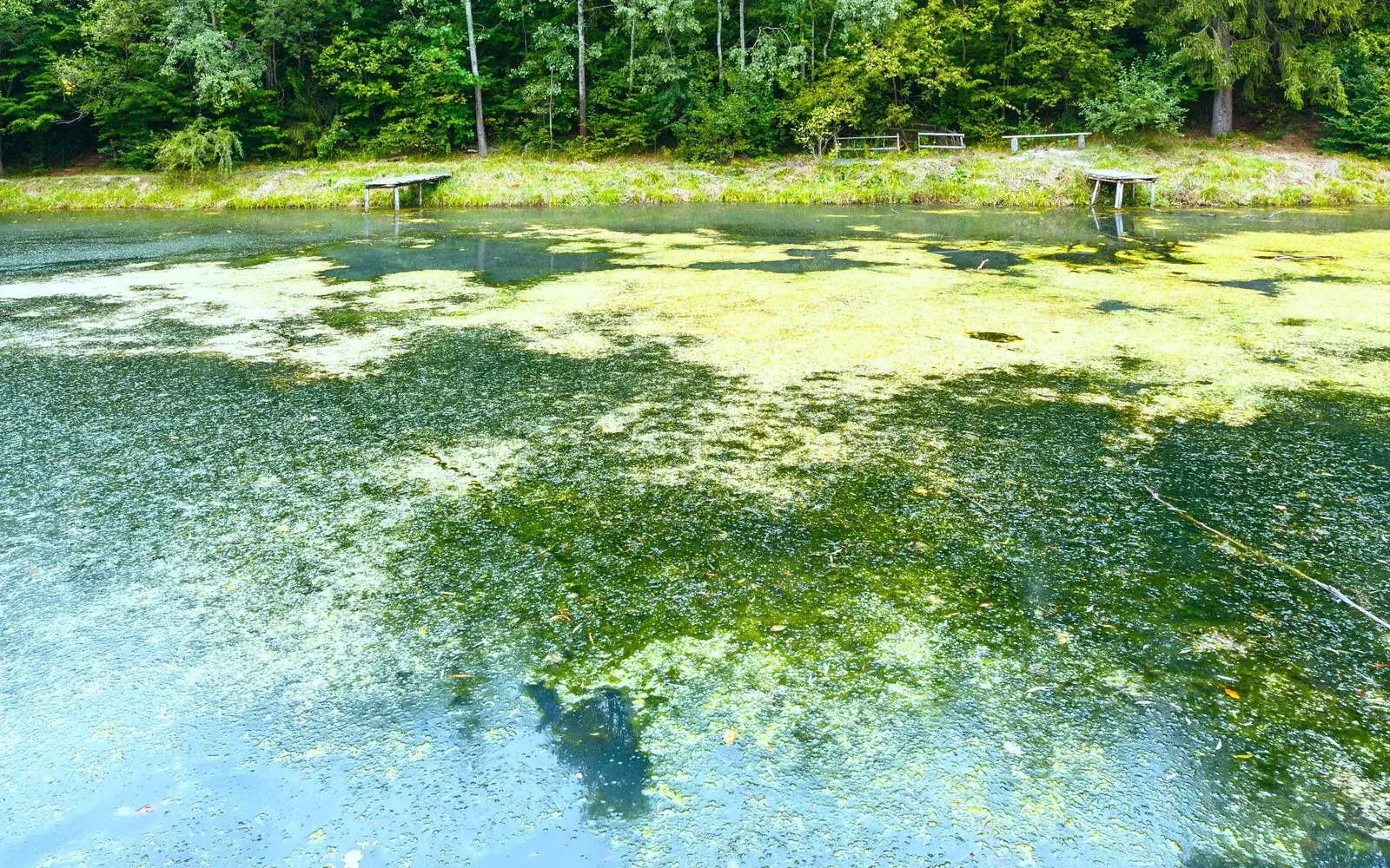 Eighteen Blue-Green Algae Reports Are Active on Suffolk Waters Right Now. Here Is How to Check Before You Get In.