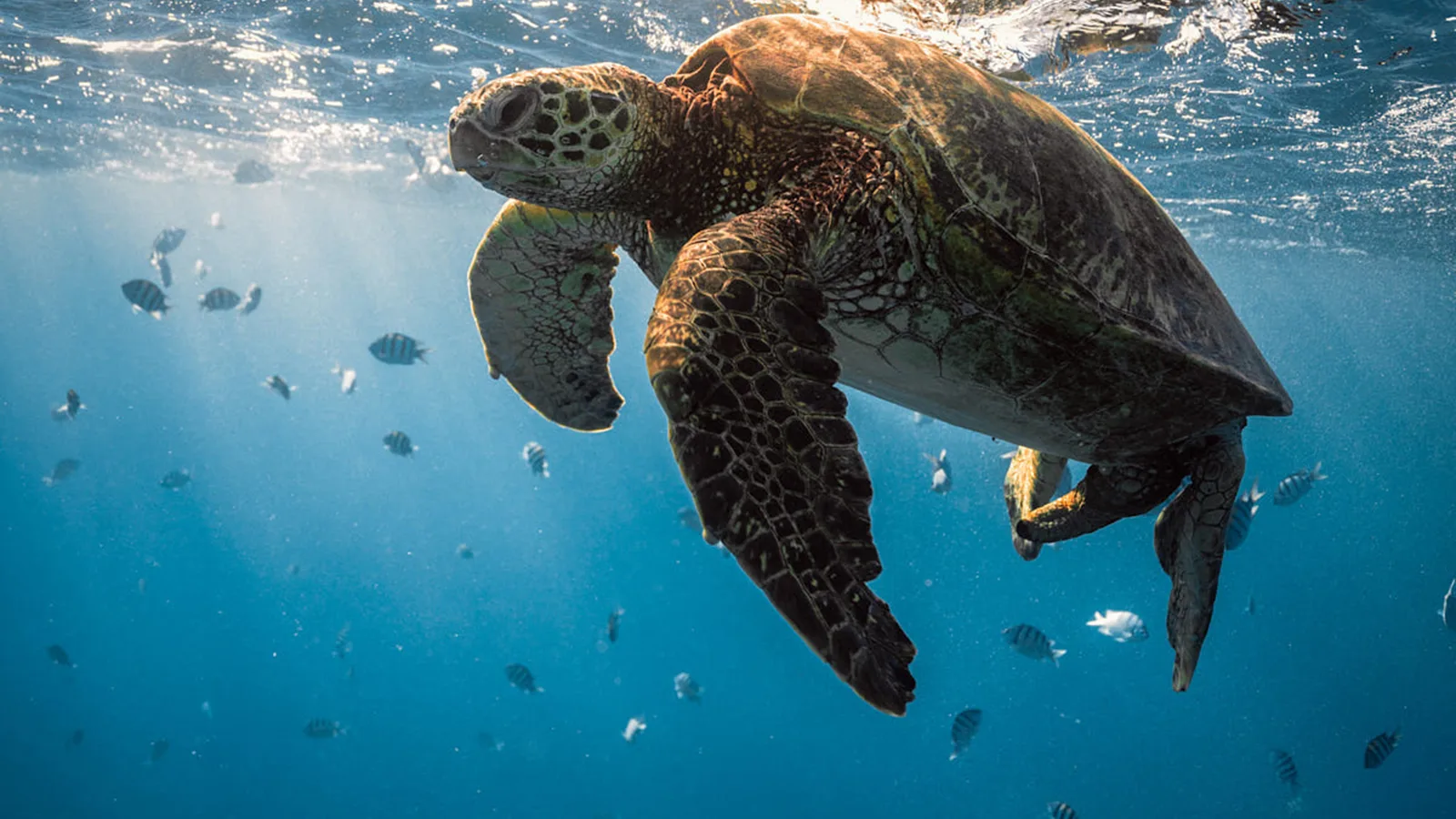Arugula the Sea Turtle Was Rescued Twice in Two Years. This Week She Swam Home From Tiana Beach