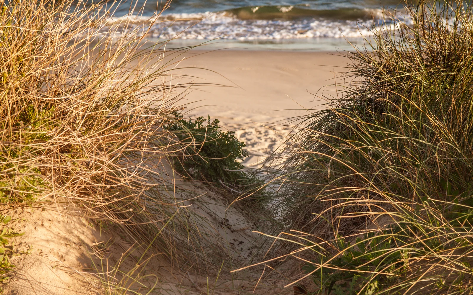 The Long Island Village That Owns Its Own Beach on Fire Island