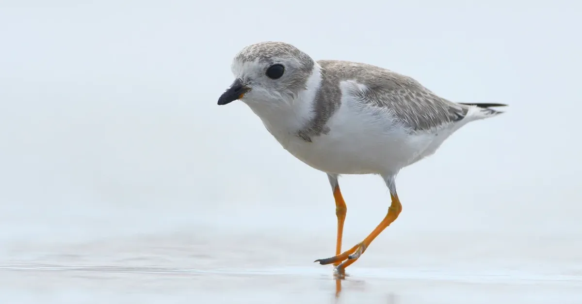 The Best Birdwatching Spots on Long Island: A Feathered Adventure