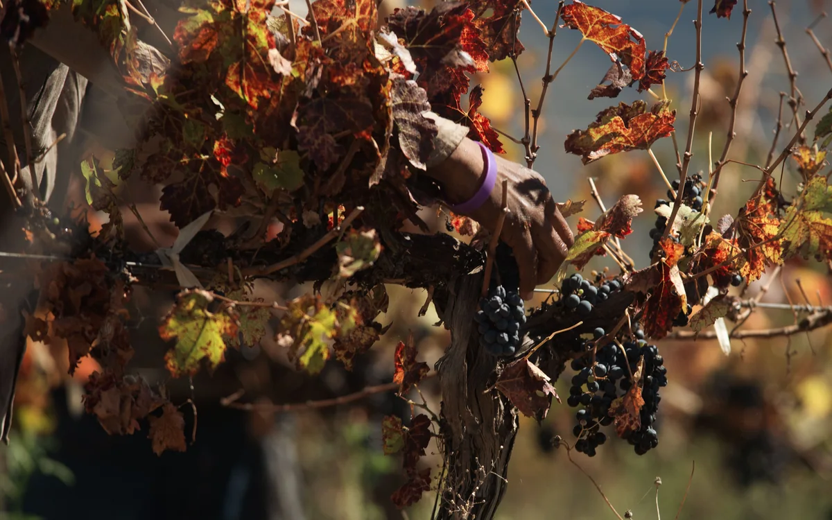 RGNY's 2026 Harvest Series Invites Long Islanders to Pick, Stomp, and Celebrate the North Fork Grape Harvest
