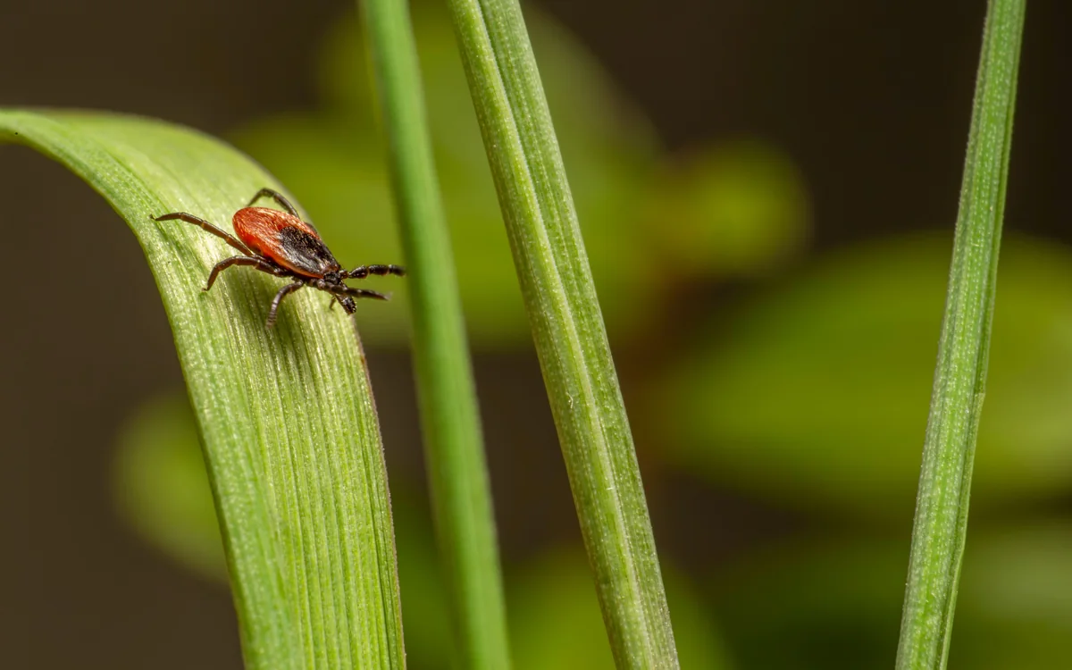 Suffolk County's Tick Season Arrived Early This Year, Doctors Say