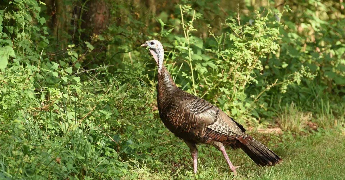 Elizabeth A. Morton National Wildlife Refuge: Noyack's Nature Treasure