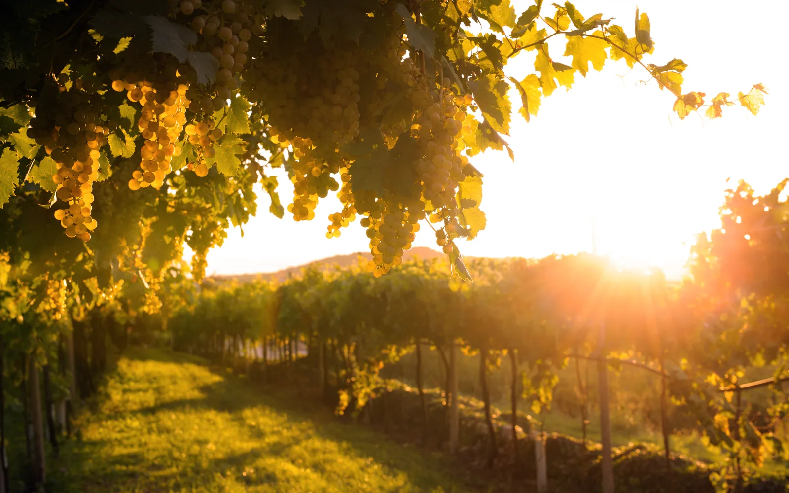 Spotted Lanternflies Emerging Across Long Island as Vineyards Stay Vigilant