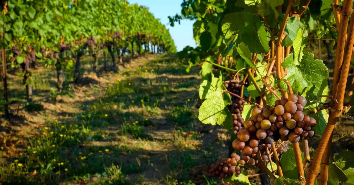 Top Wineries on the South Fork of Long Island: Sip and Savor in a Coastal Setting