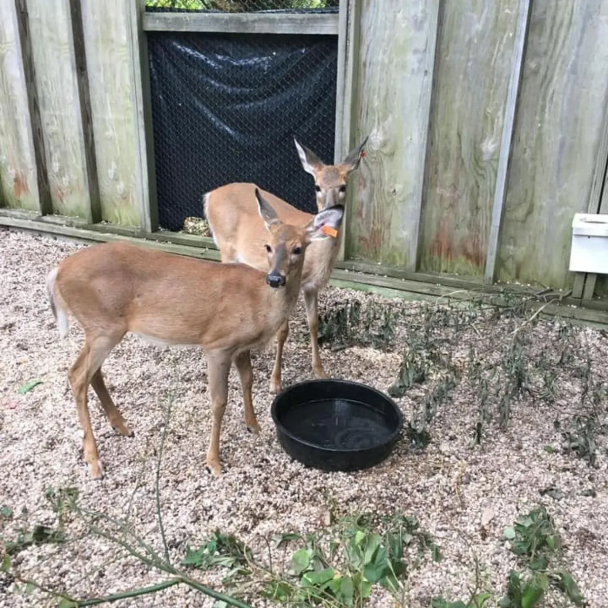 -Photo Credit: Sweetbriar Nature Center