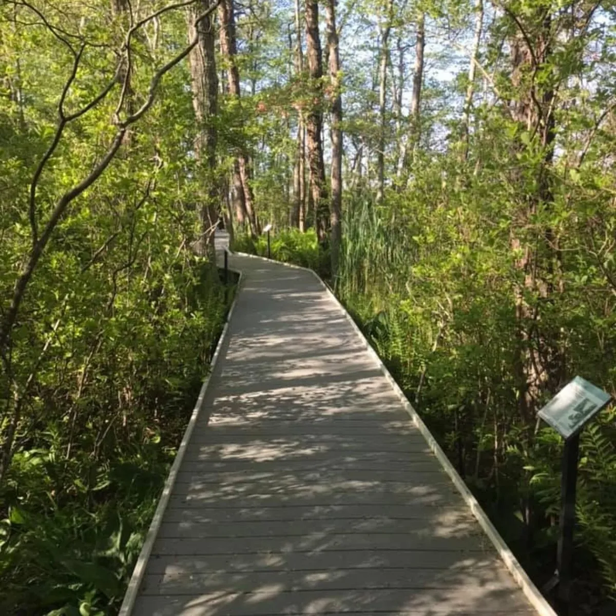 -Photo Credit: Quogue Wildlife Refuge
