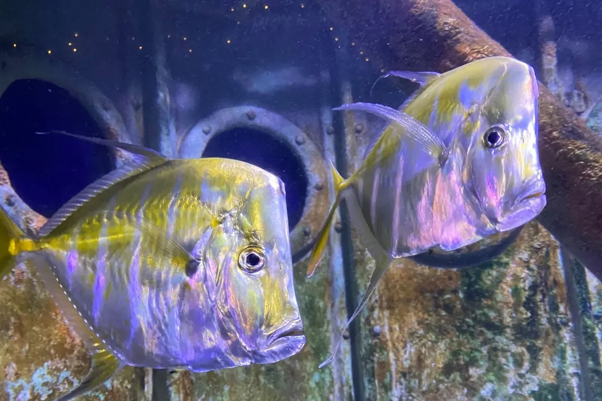 -Photo Credit: The Long Island Aquarium