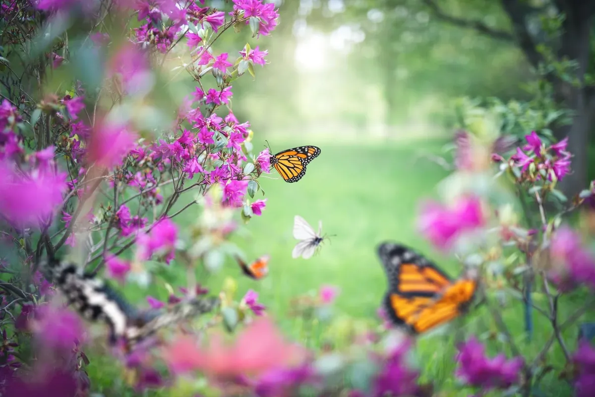 Butterflies in Babylon at HITCH