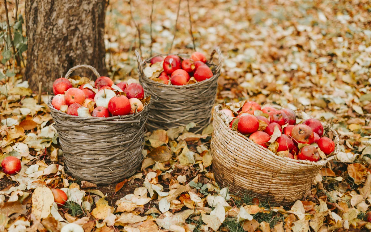 The Oldest Cider Mill in New York Has Been Pressing Apples in Jericho Since the 1820s