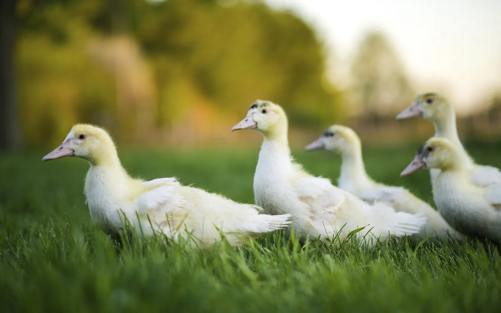 Long Island Duck Is Coming Back, One Bird at a Time