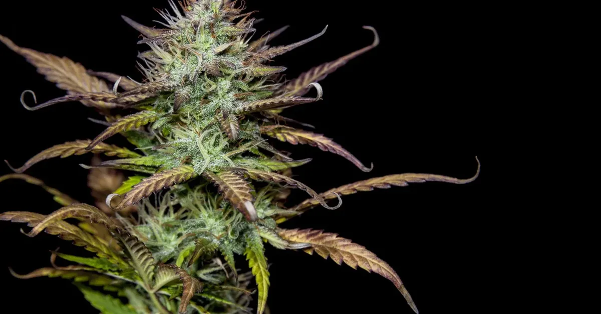 Where 420 Came From, and What Cannabis Law Looks Like on Long Island Now