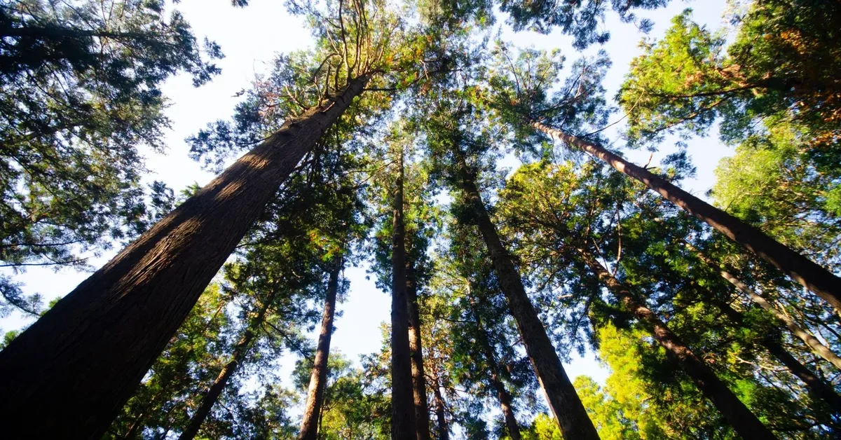 The Benefits of Forest Bathing on Long Island