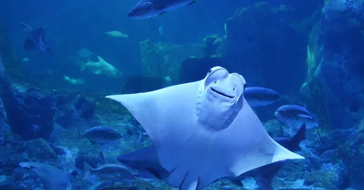 Dive into Adventure: Exploring the Riverhead Aquarium on Long Island