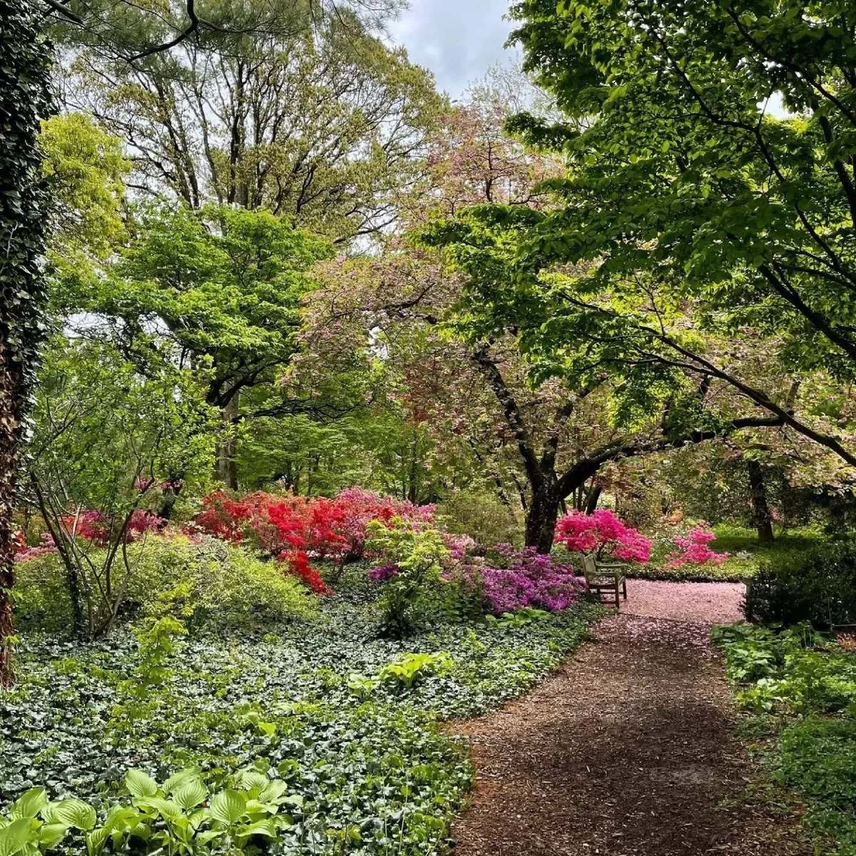   -Photo Credit:    Plating Fields Arboretum      