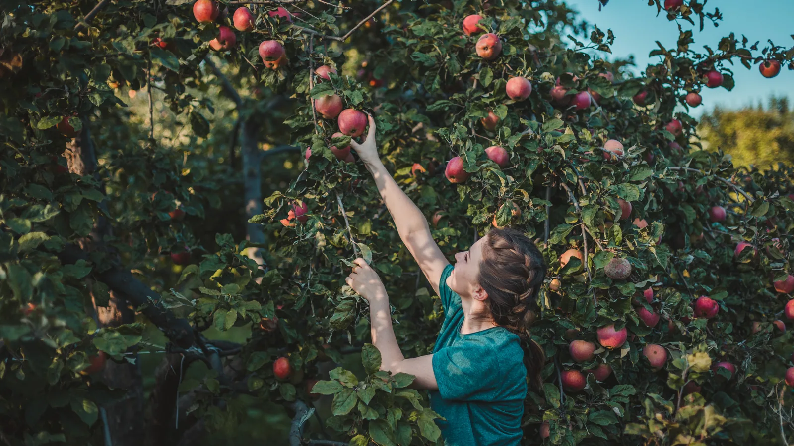 Where to Pick Apples on Long Island, and Which Days Each Farm Actually Picks