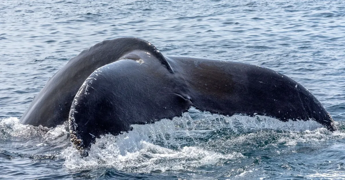 A Guide to Long Island's Top Whale Watching and Seal Watching Tours: Unforgettable Marine Adventures