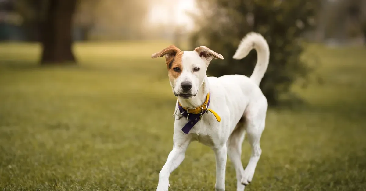 Top Dog Parks on Long Island: Unleash the Fun for Your Furry Friends