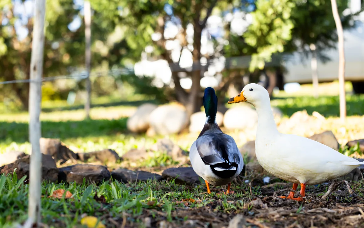 The Big Duck: How a 1931 Farm Stand Became One of Long Island's Most Famous Landmarks