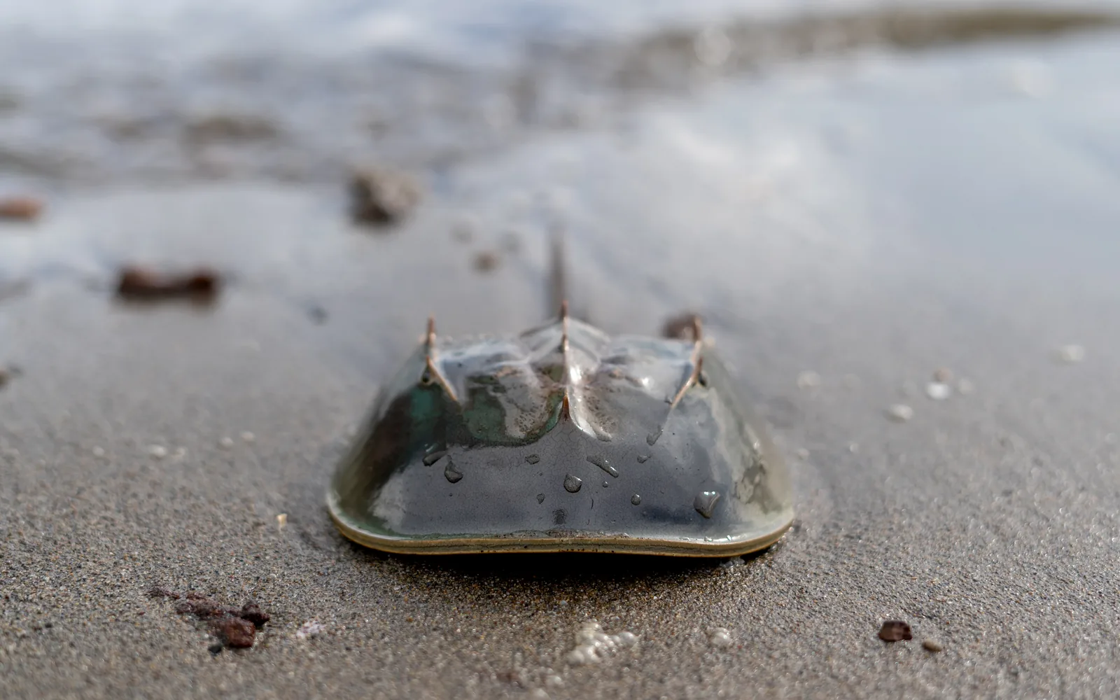 New York Is Phasing Out the Horseshoe Crab Harvest. Long Island's Beaches Are the Whole Point.