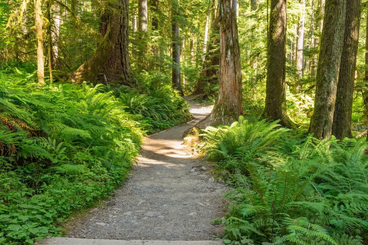 Long Island Greenbelt Trail Hikes to Join in July 🌳
