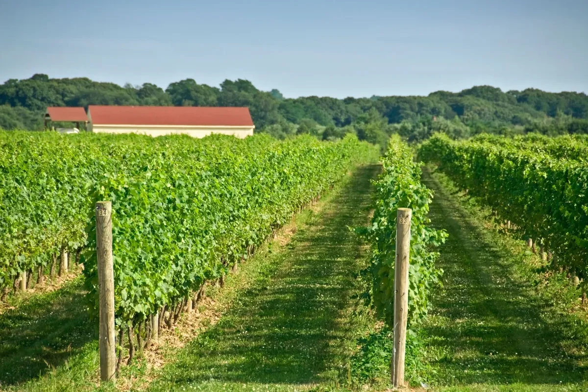 Top Wineries to Check Out This Summer on The North Fork