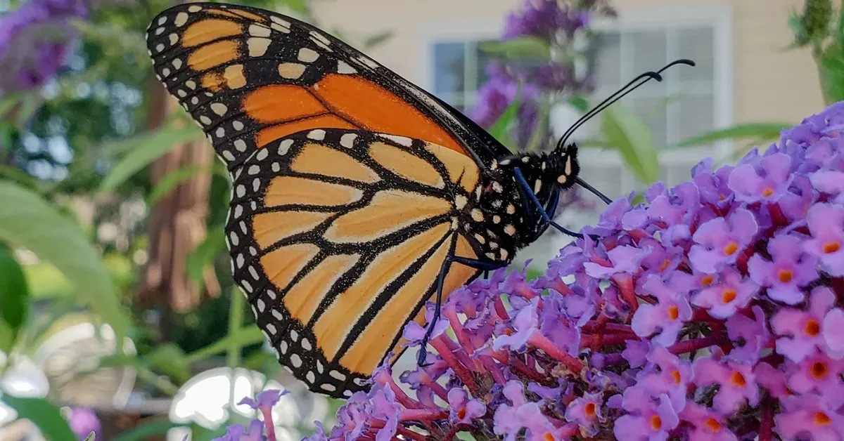 Fluttering Through Paradise: Long Island's Most Beautiful Butterfly Gardens and Insect Sanctuarie