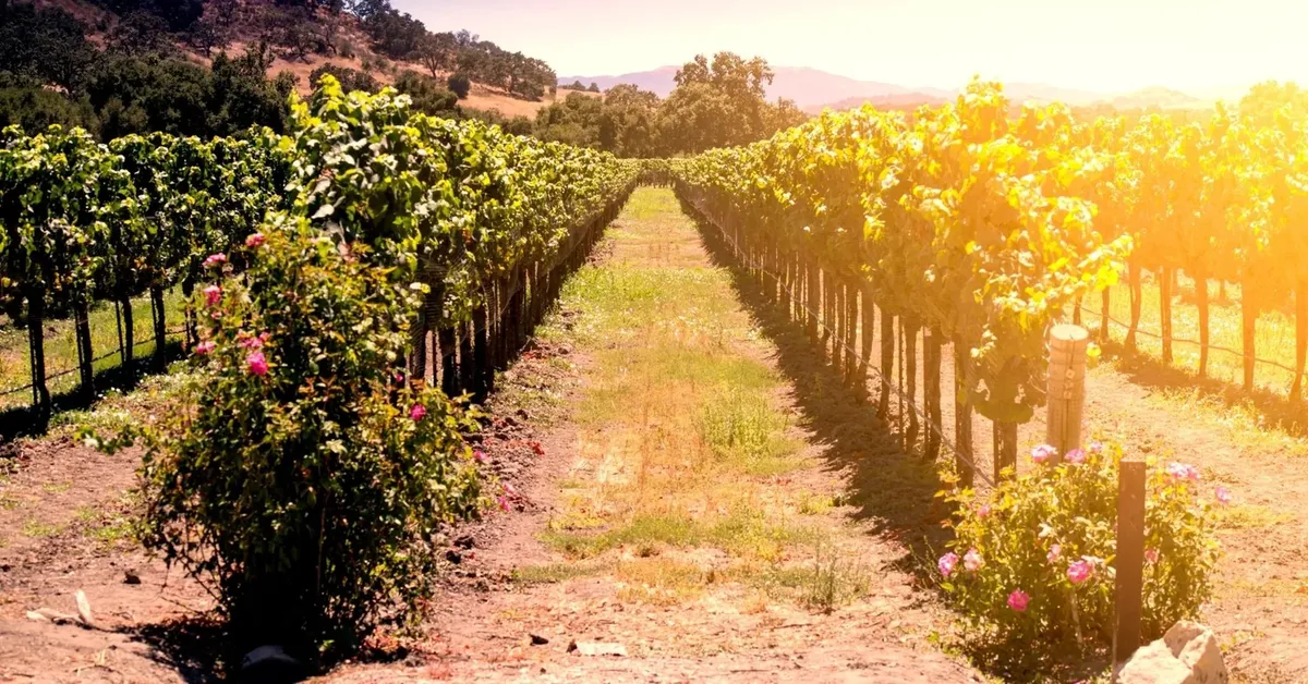 Top Wineries on the North Fork of Long Island: Sip and Savor in Style
