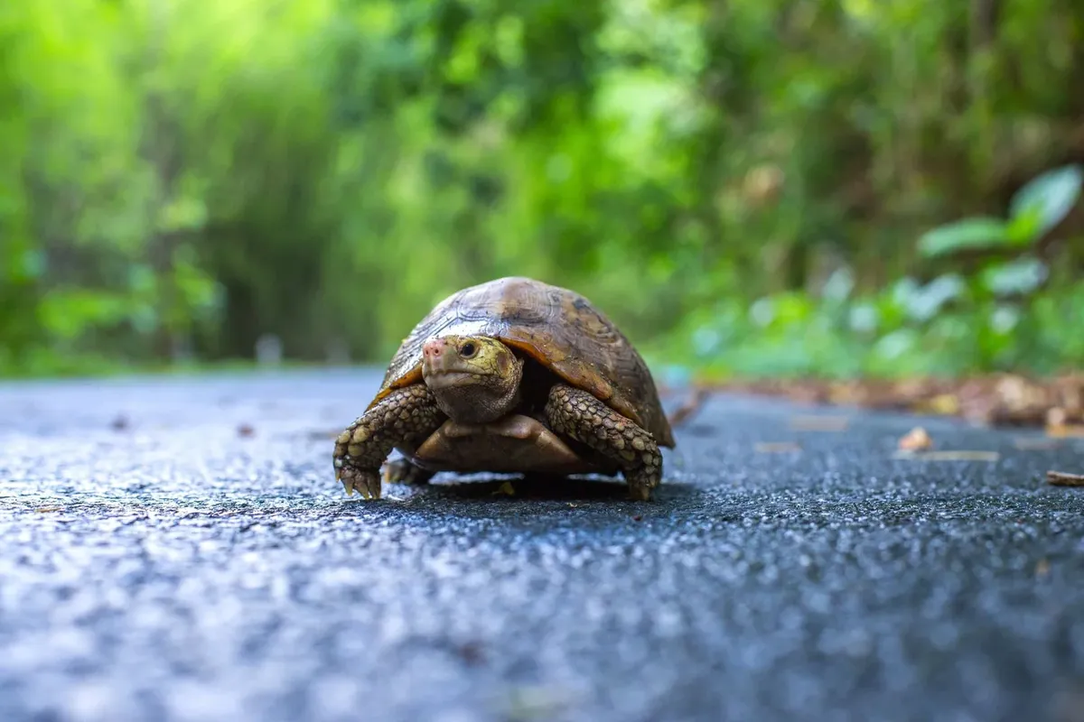 Take Part in the Sweetbriar Nature Center Turtle Walk on June 5 and 6