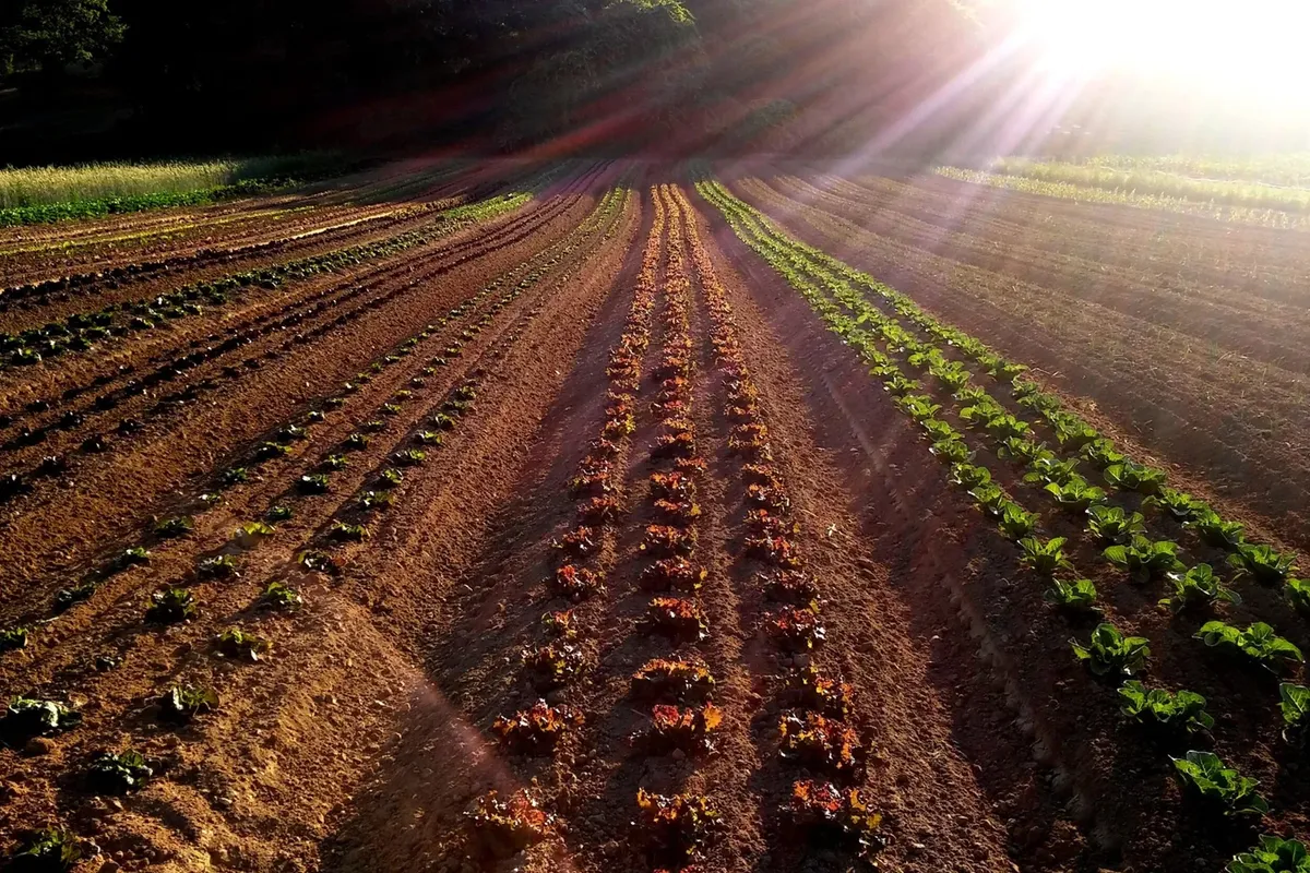   -Photo Credit:    Youngs Farm   