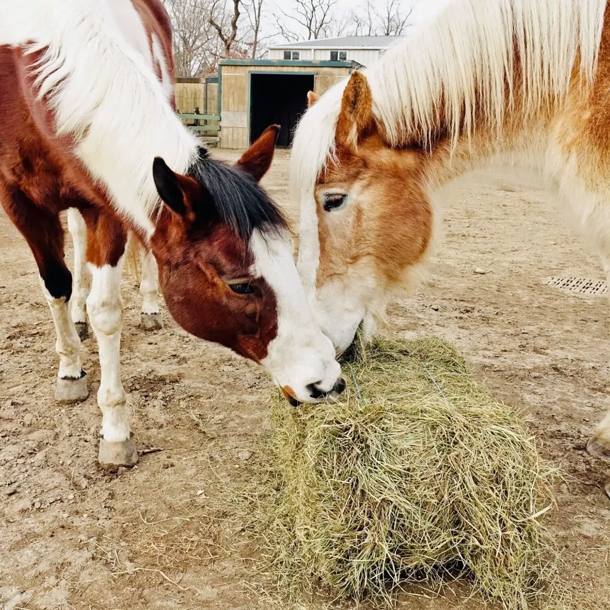   -Photo Credit:    Pal-O-Mine Equestrian Facility   